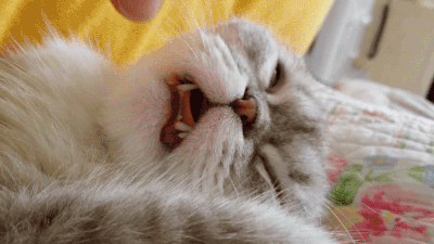 壁纸 动物 猫 猫咪 小猫 桌面 400_225 gif 动态图 动图