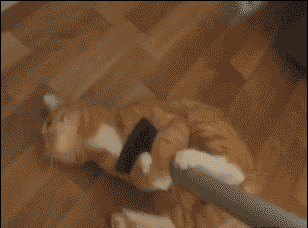 壁纸 动物 狗 狗狗 308_228 gif 动态图 动图