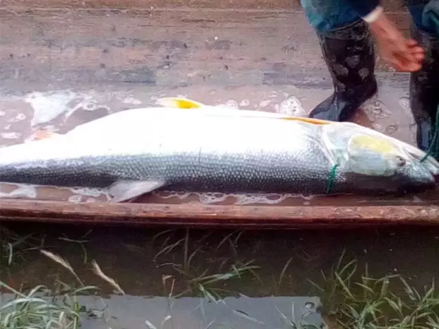 有人在苕溪活捉一条“大鱼精” 半人高半人重！