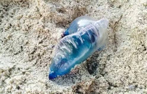 泉州人注意了，如果在海边见到这种“塑料袋”一定要跑！