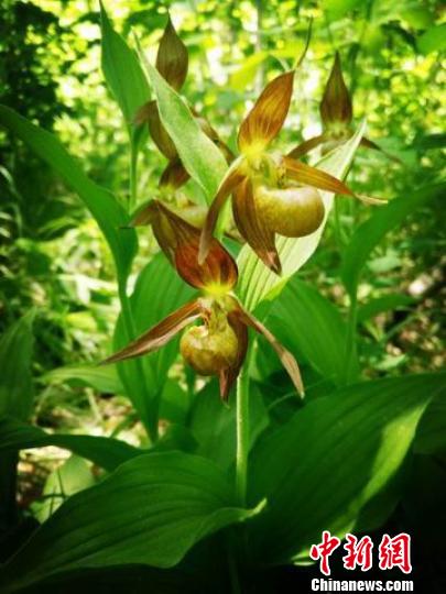 河北丰宁发现60余株国家一级保护植物山西杓兰