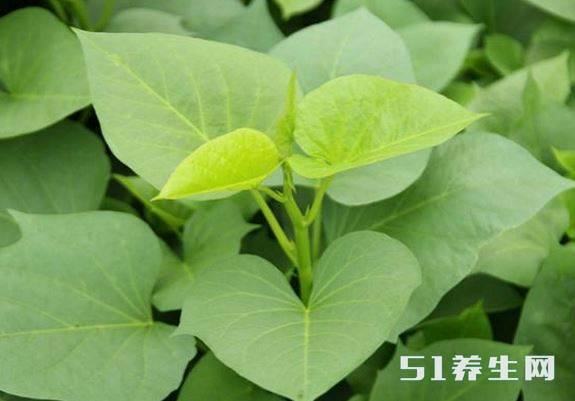 红薯叶 红薯叶