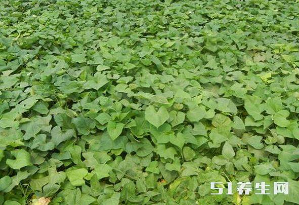 红薯叶 红薯叶