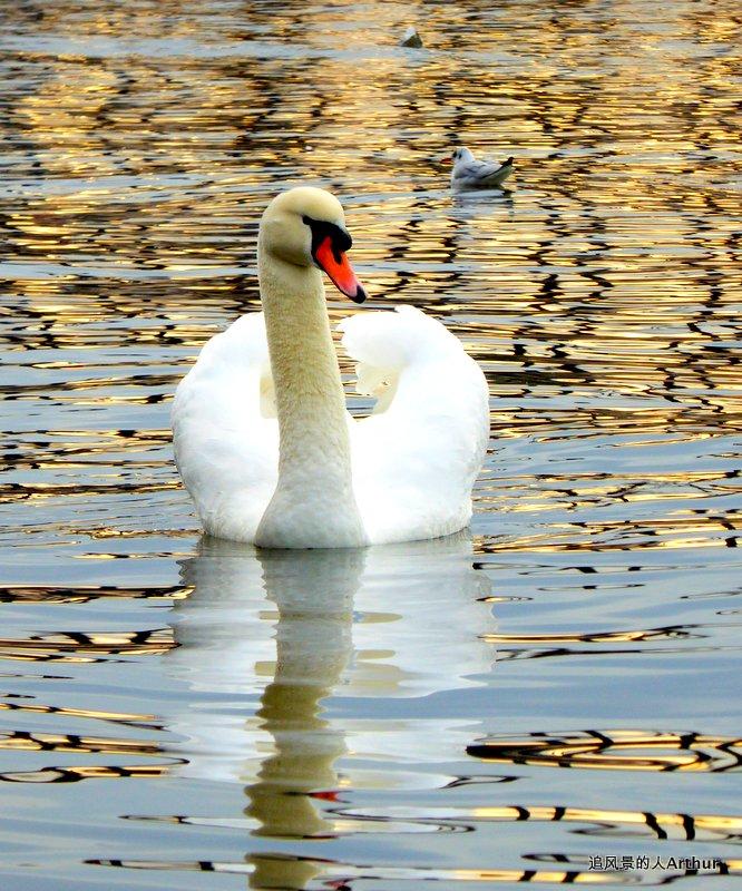 布拉格影集3,伏尔塔瓦河的浪漫冬景