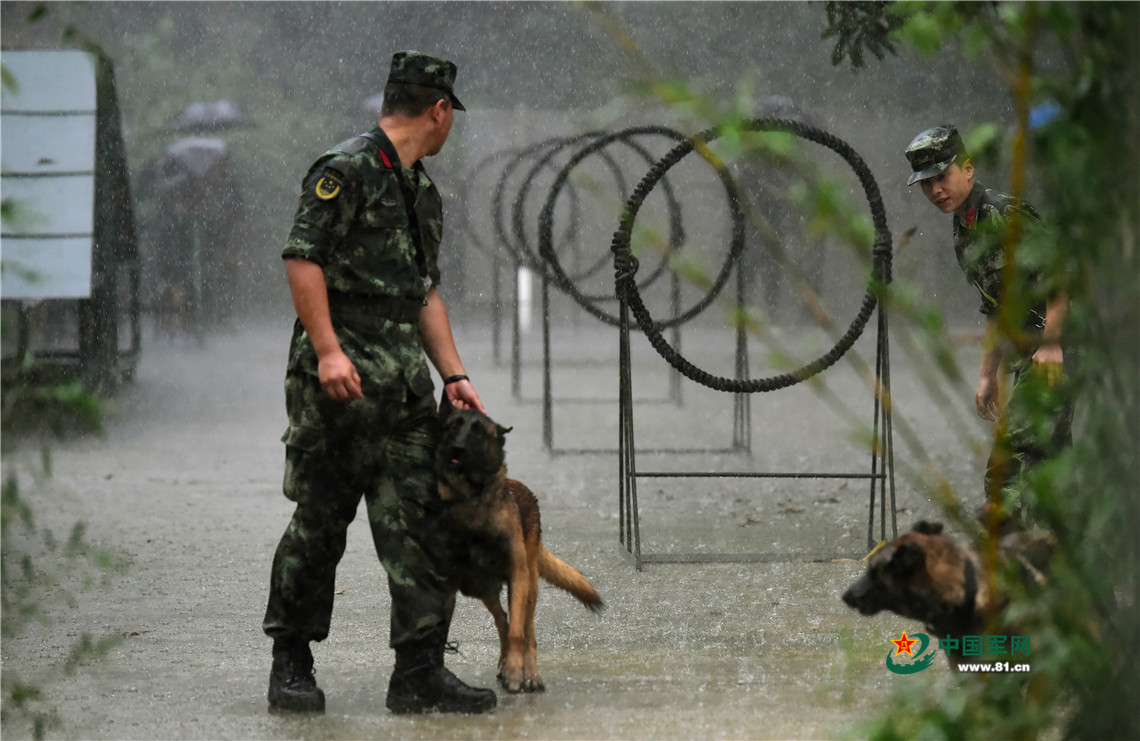 狼兵出击 军犬雨中跨障三连拍