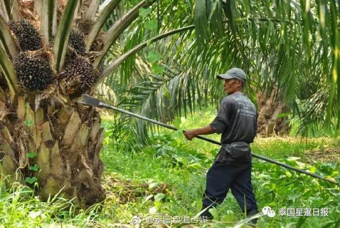 泰国能源部拟推动甲米电厂使用棕榈发电