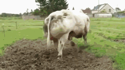 一头牛,,,看着有点可怕啊.