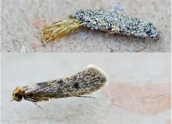 你见过这种像灰尘的生物吗,原来完全长出来后是这样