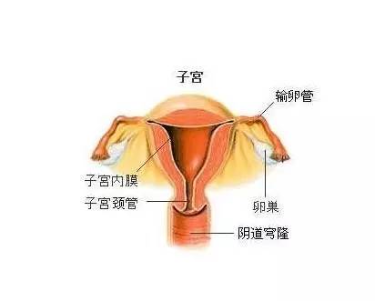 女性生殖系统结构