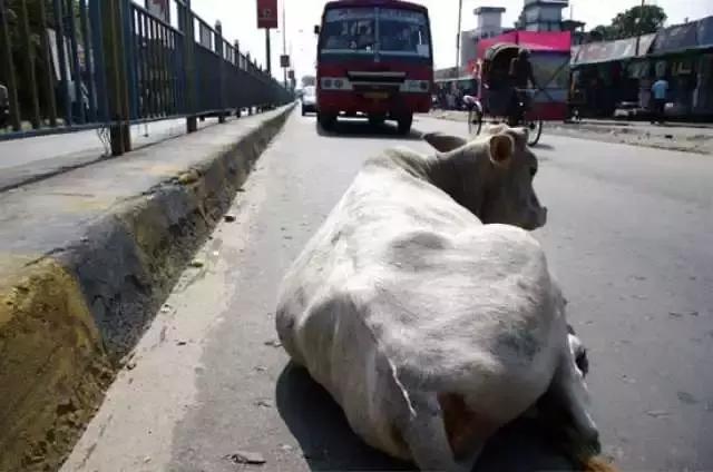 牛在印度是圣物 为什么它还是牛肉出口大国？