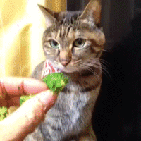 猫咪真是一种任性的小动物.