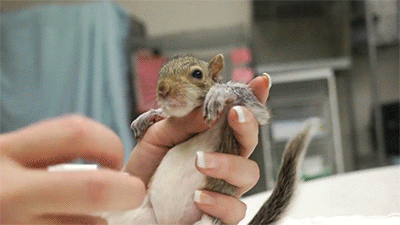 原标题:【gif分享】萌死人的小松鼠,怎么可以这么可爱~ 萌萌哒的小