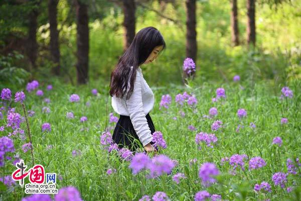 雾灵山神秘面纱:北京东边最高处的森林王国