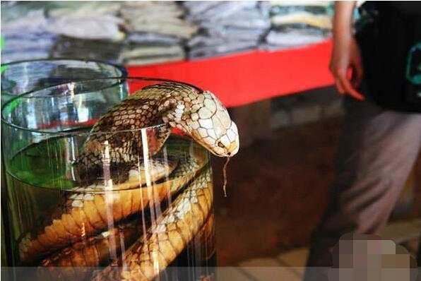 将毒蛇泡在酒里几个月 竟不死还咬伤人?