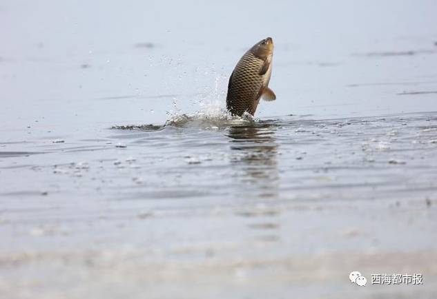 摄影家竟在青海湖拍到这种鱼!什么来头?