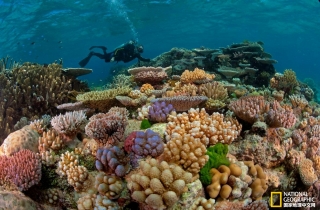 全球的珊瑚礁或将在30年内消失！