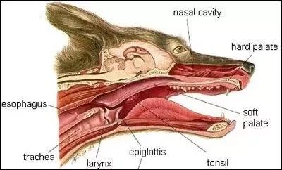 成年人能徒手杀死一头狼吗？外国知乎的回答超