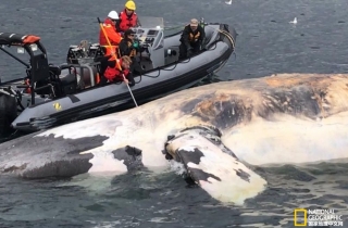 露脊鲸尸体惊现圣劳伦斯湾，死因成谜