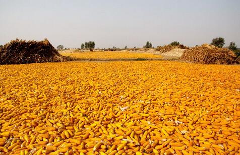 玉米价格大涨 饲料企业急寻东北粮