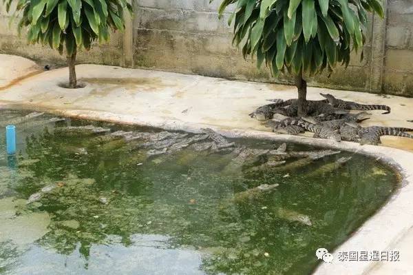 男子家中养鳄鱼，每期利润至少20万泰铢（人民币近4万元）
