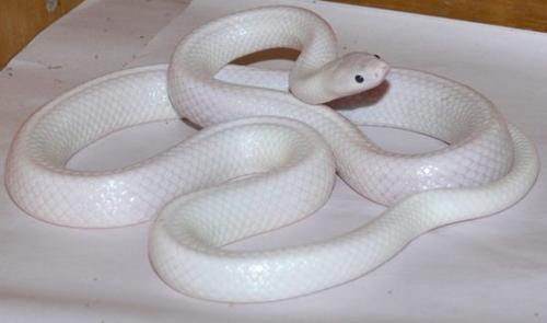 澳洲发现罕见白蛇 通体雪白