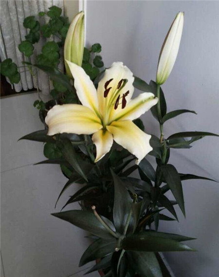 这6种花推荐给家里父母养,寓意深刻,还能养神