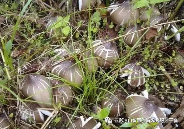 书籍德昌|雨过天晴,德昌最不错的野味素食也破美食美味的鲜美图片