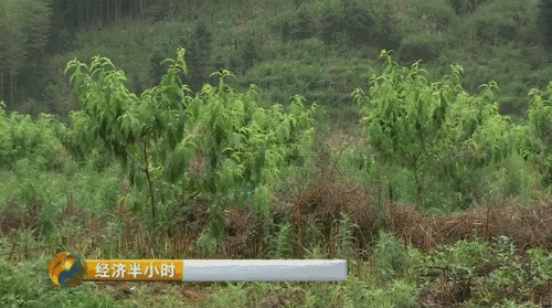 【热点】我要当农民！摇身一变成股东，一亩地年分红就超千元！