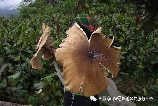 素食德昌|雨过天晴,德昌最鲜美的美味美食也破注册五指山野味图片