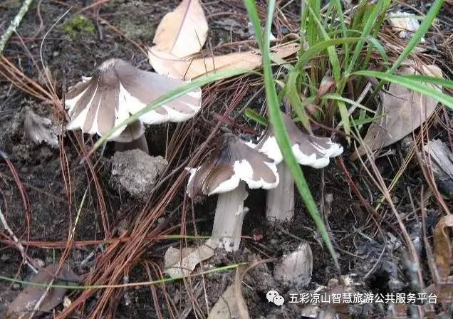 素食德昌|雨过天晴,德昌最鲜美的美味野味也破游戏熊猫美食店图片