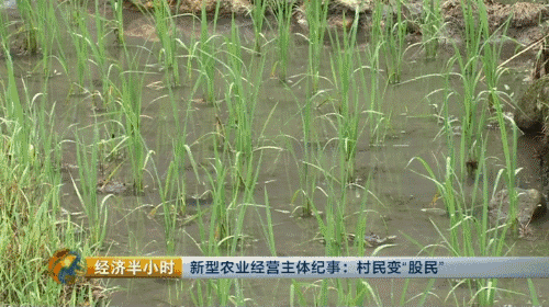 【热点】我要当农民！摇身一变成股东，一亩地年分红就超千元！