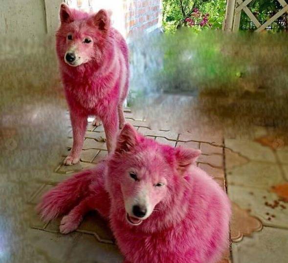 粉红色的萨摩耶你见过吗？