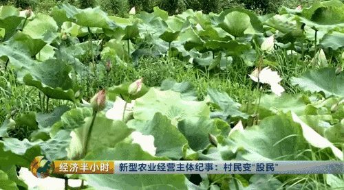 【热点】我要当农民！摇身一变成股东，一亩地年分红就超千元！