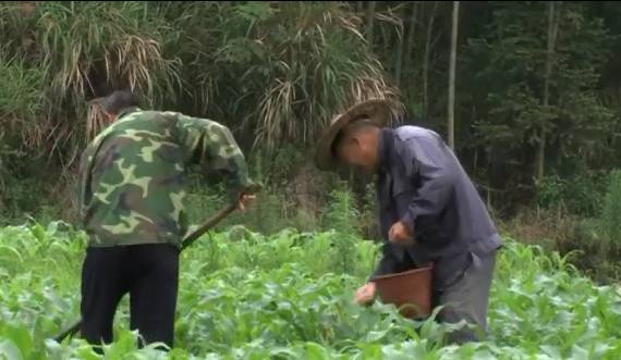 【热点】我要当农民！摇身一变成股东，一亩地年分红就超千元！