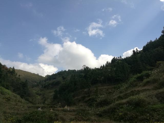 深山采药、亲尝百草|侗医杨邵臣的一天
