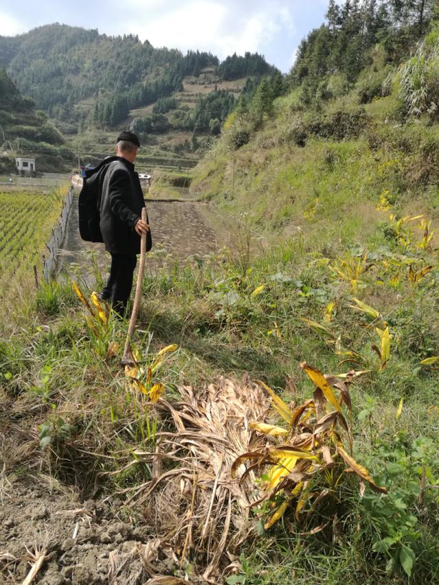 深山采药、亲尝百草|侗医杨邵臣的一天