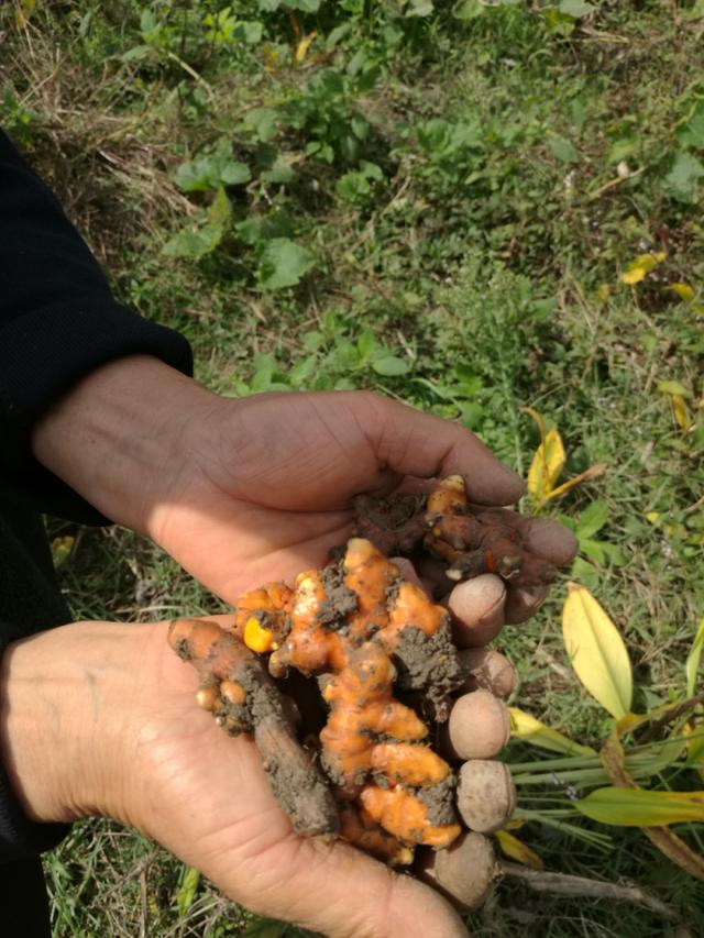 深山采药、亲尝百草|侗医杨邵臣的一天