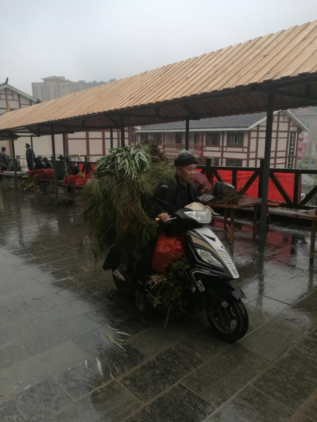 深山采药、亲尝百草|侗医杨邵臣的一天