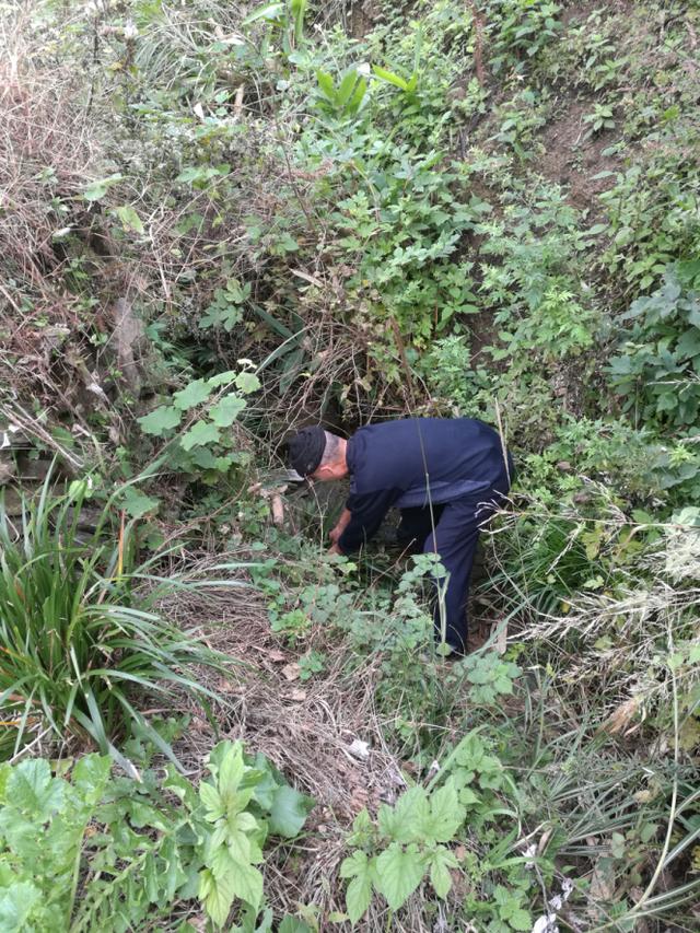 深山采药、亲尝百草|侗医杨邵臣的一天