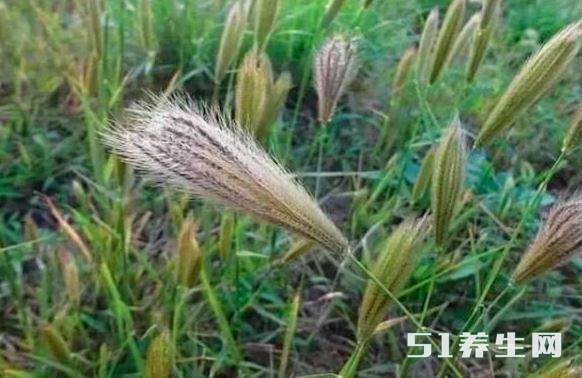 农村动物命名的杂草,见过一次就忘不了