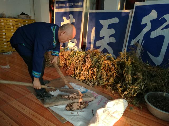 深山采药、亲尝百草|侗医杨邵臣的一天