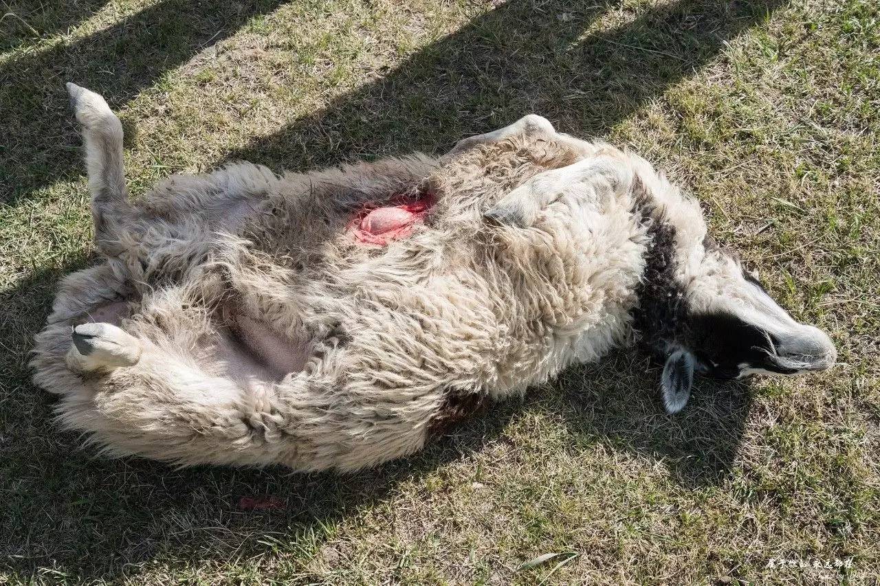 嘶鸣的叫声 B76C852BA39832C48895BD83160214EA799429FA_size369_w1280_h853.jpeg