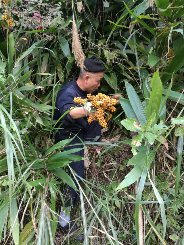 深山采药、亲尝百草|侗医杨邵臣的一天
