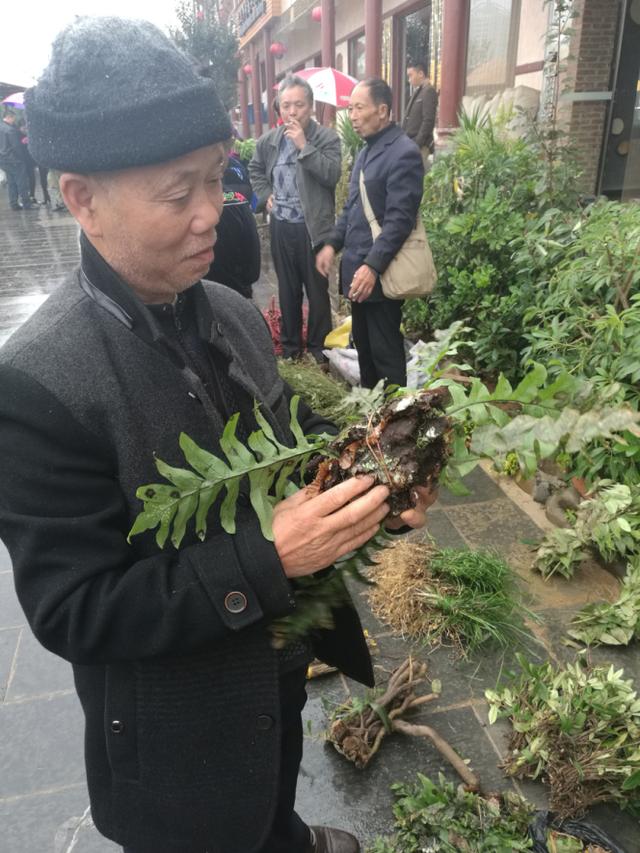 深山采药、亲尝百草|侗医杨邵臣的一天