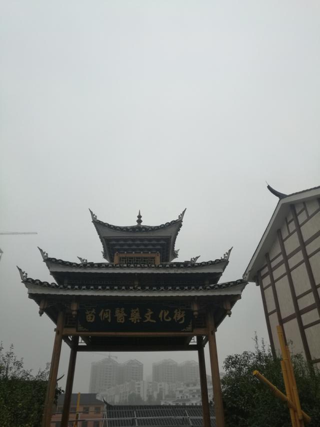 深山采药、亲尝百草|侗医杨邵臣的一天