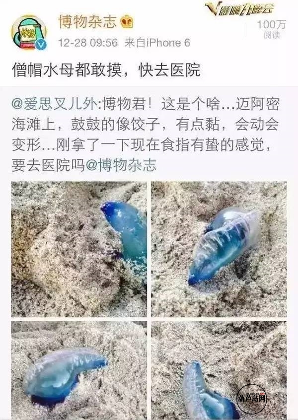 在2000年被这种僧帽水母蜇伤的游泳者中,68%的人死亡.