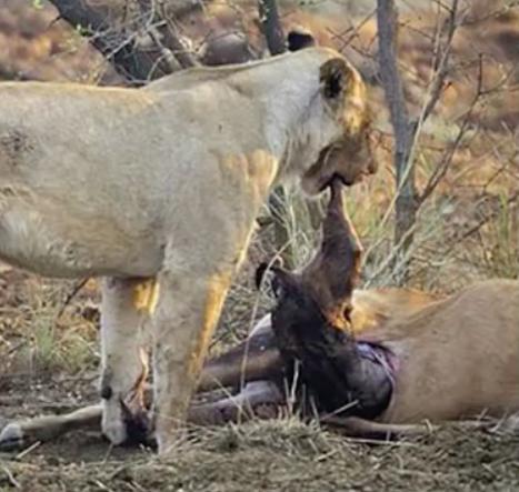母狮猎羚羊一口咬下发现羚羊怀孕,下一刻它的