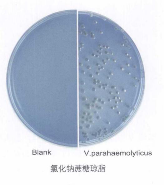 第一届中国微生物培养皿艺术大赛之培养皿绘画