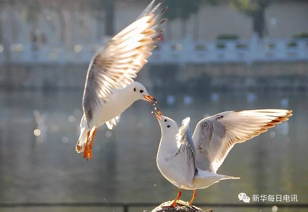 三十余年从未爽约,为何每年红嘴鸥都与这座城"约会"?