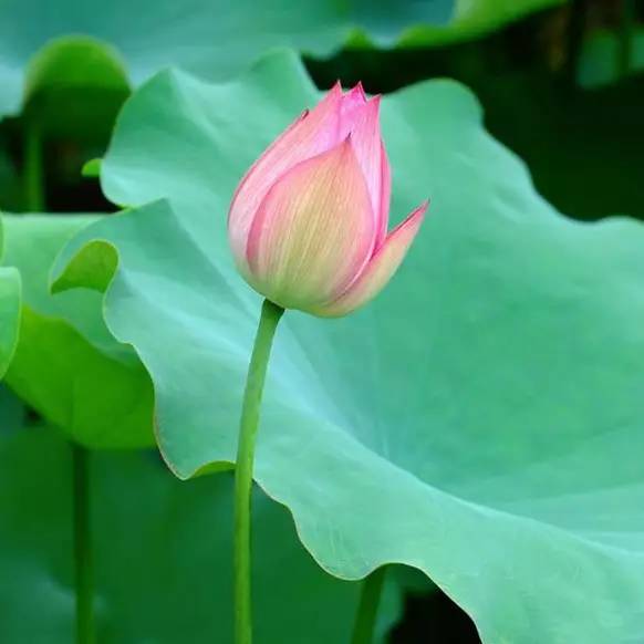 爱莲丨北京迎来荷花季,你知道北京最早的荷花